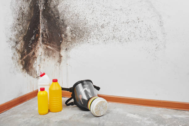 Professional Mold Remediation in Pinetops, NC