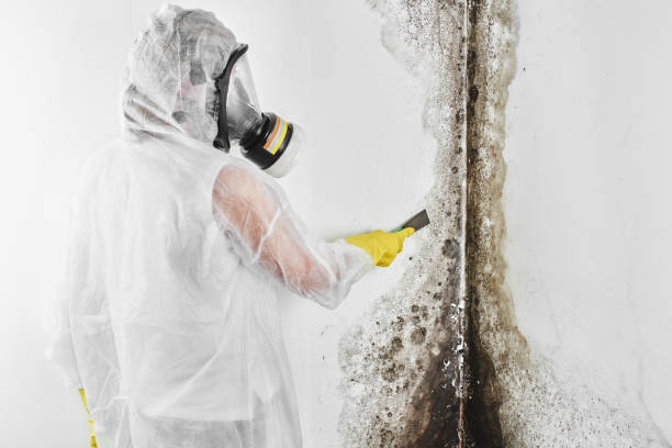 Best Black Mold Remediation in Pinetops, NC