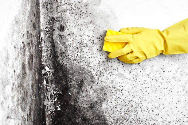 Best Kitchen Mold Remediation in Pinetops, NC
