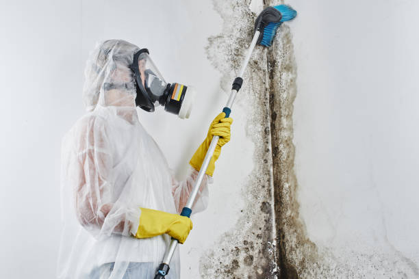 Best Mold Remediation for Specific Building Types in Pinetops, NC