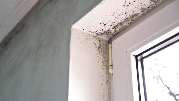 Best DIY Mold Remediation Support Services in Pinetops, NC