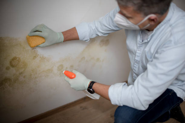 Best Mold Testing and Inspection Services in Pinetops, NC