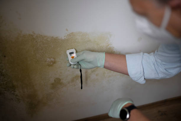 Best HVAC Mold Remediation in Pinetops, NC
