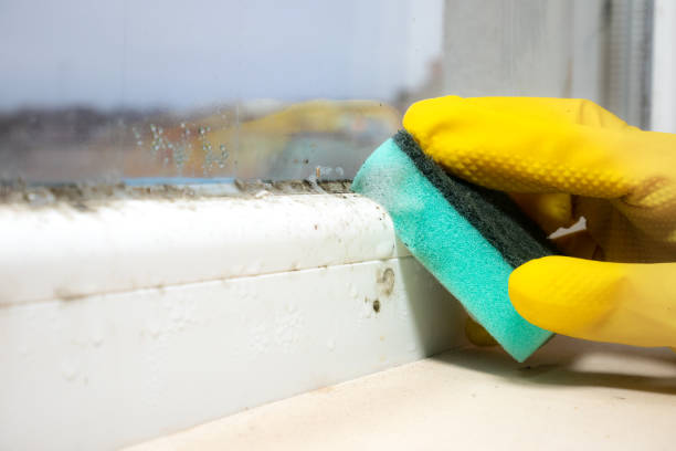 Best Mold Testing and Inspection Services in Pinetops, NC