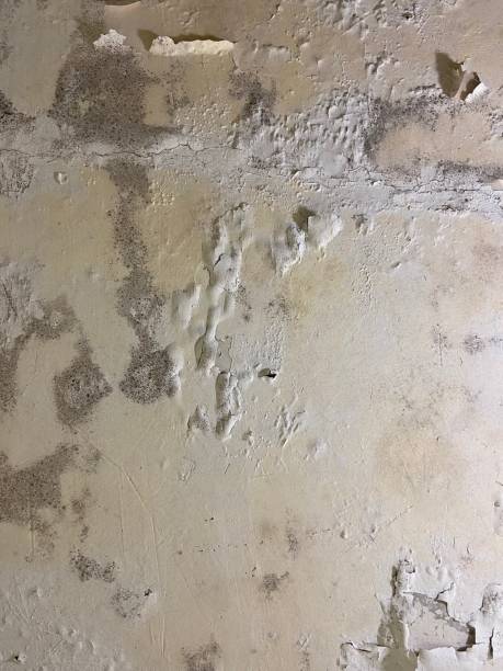 Best Basement Mold Remediation in Pinetops, NC