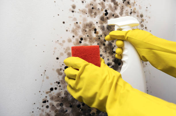 Best Crawl Space Mold Remediation in Pinetops, NC