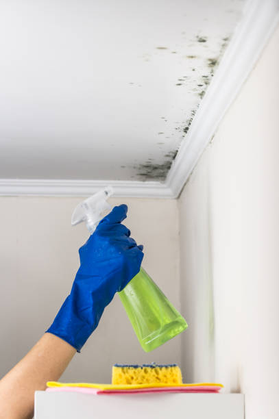 Best Industrial Mold Remediation in Pinetops, NC